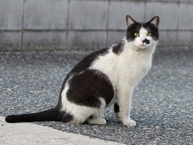 白黒のぶち模様の猫