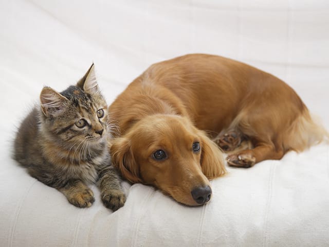 寄り添う犬と猫