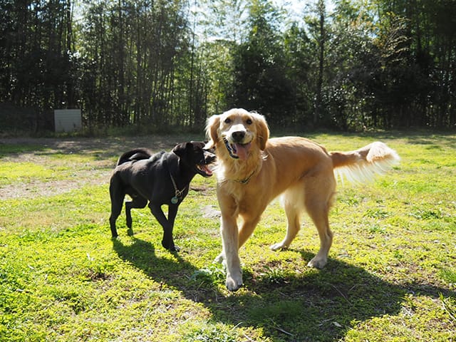 公園で遊ぶ犬たち