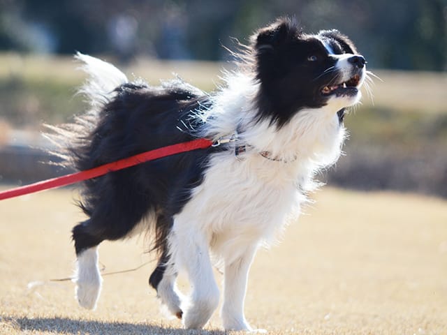 リードを付けた犬